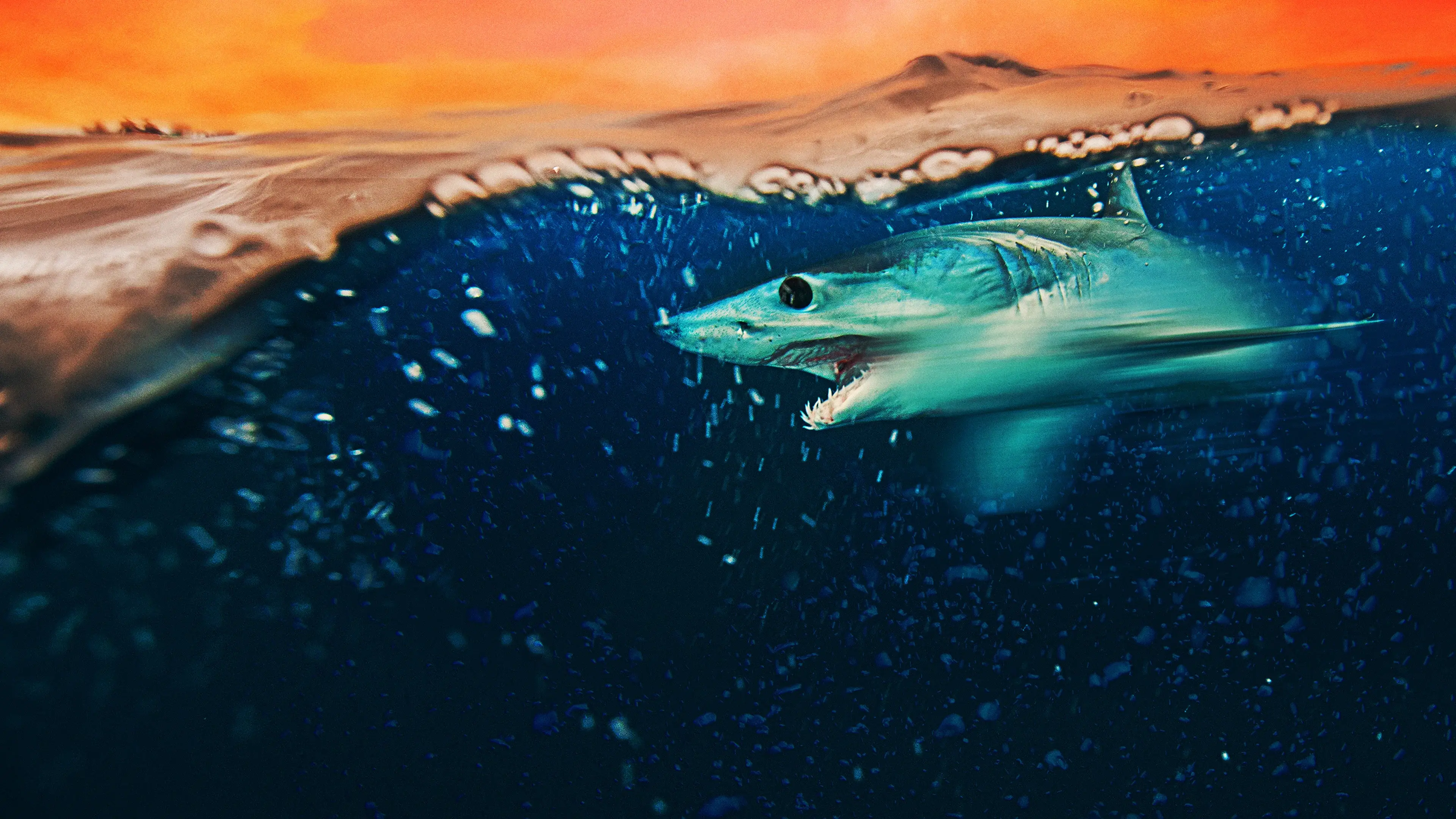 Mako Mania: Battle for California