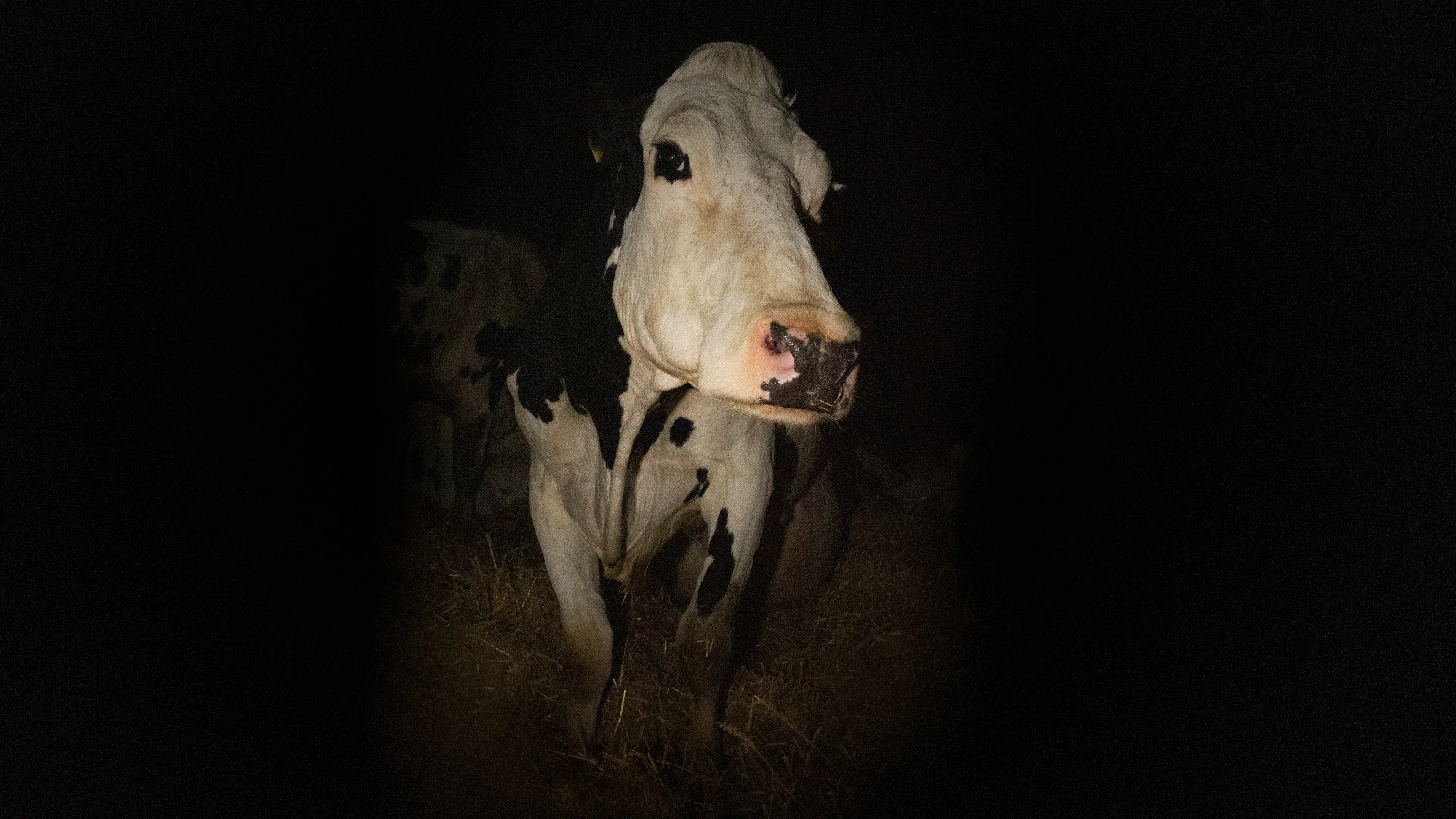 Cow