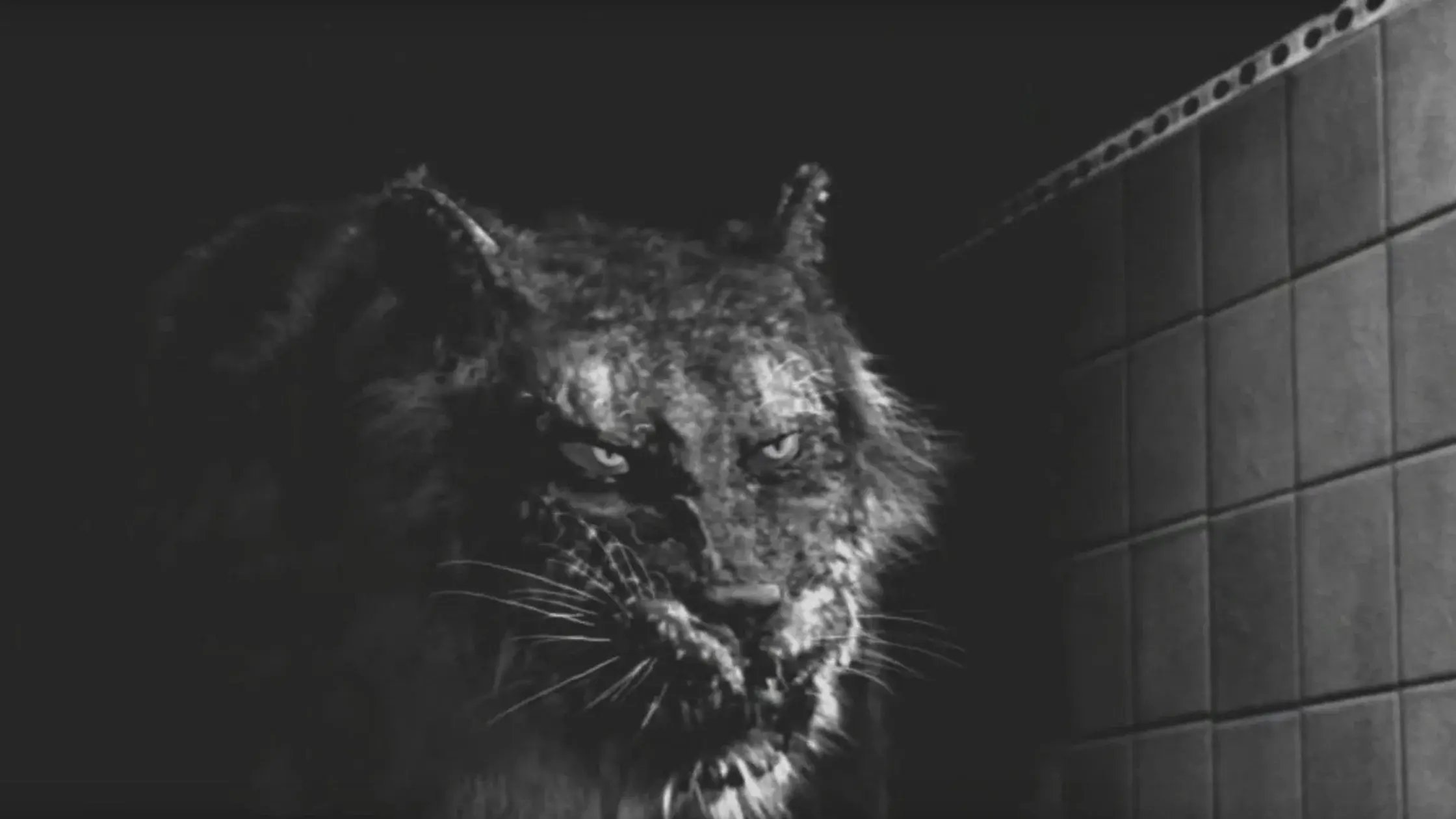 Tyger