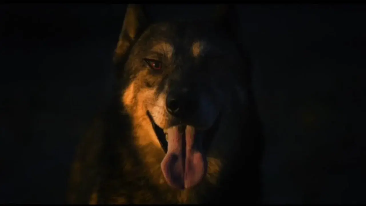 The Dog in My Headlights
