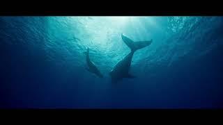 Whale Nation (2023) - Trailer HD